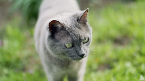 Russian Blue cat in nature