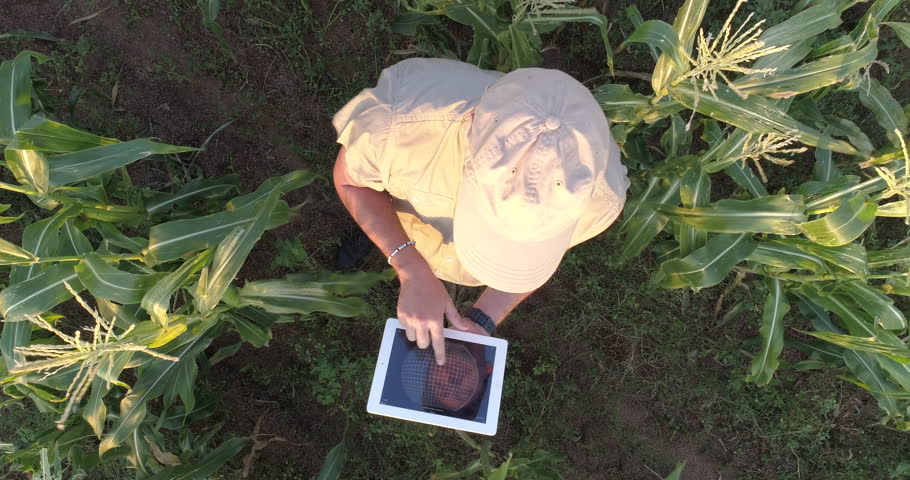 Modern technology.4K aerial view directly above a farmer monitoring his corn crop with a tablet