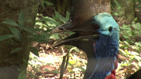 Bird Park in Foz do Iguacu, Brazil