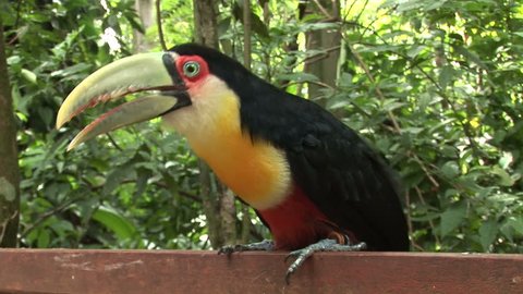 Bird Park in Foz do Iguacu, Brazil