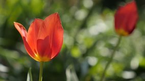Beautiful garden Tulipa gesneriana flower close-up 4K 2160 30fps UltraHD footage - Didier tulip lily plant bulb shallow DOF 3840X2160 UHD video