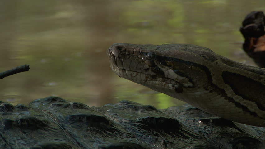 Entangled alligator and python