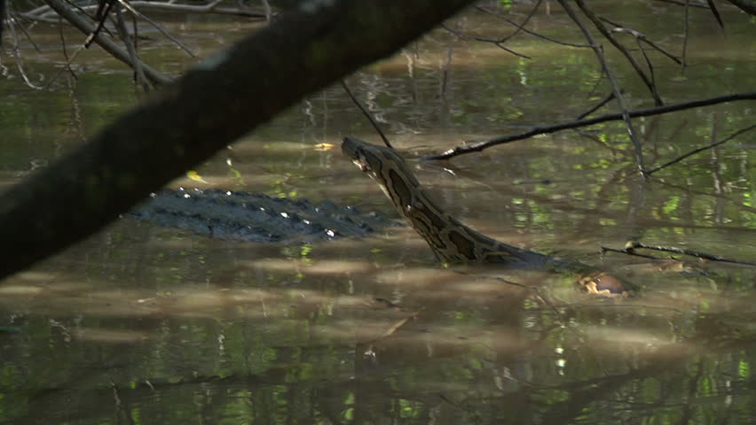 Entangled alligator and python