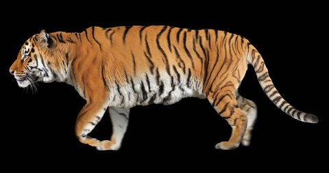 Tiger running trot. Animal isolated for your background. Alpha channel is included.
