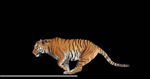 Tiger runs jumping. Animal isolated for your background. Alpha channel is included.
