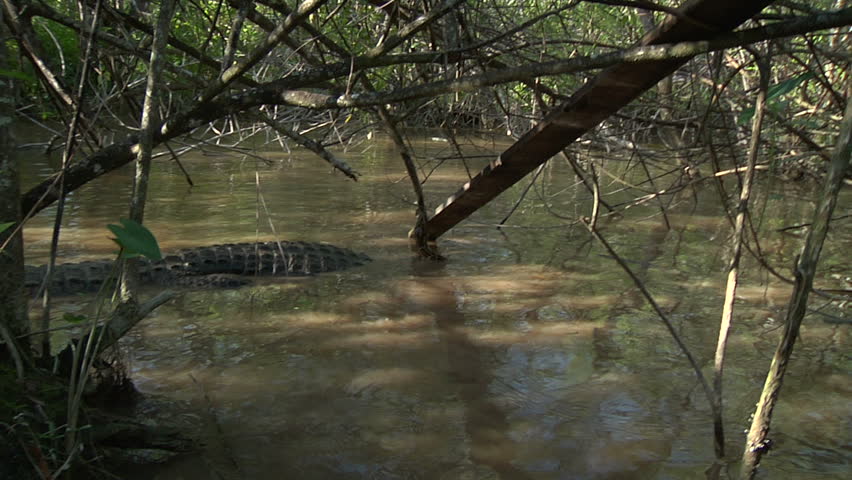 Entangled alligator and python