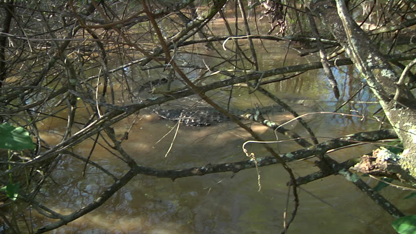Entangled alligator and python