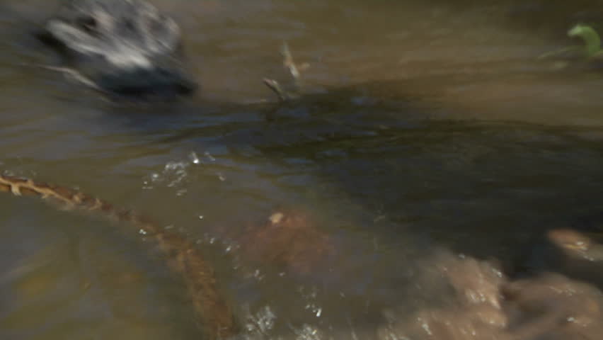 Entangled alligator and python