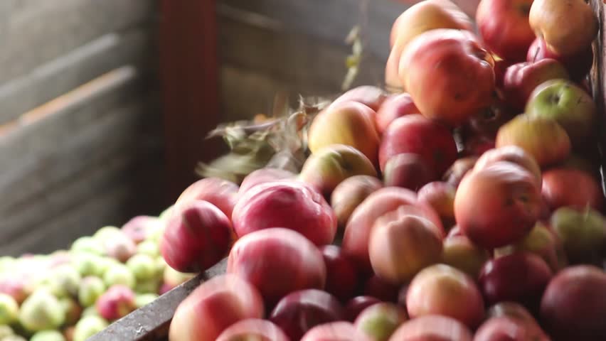 Sorting apples in apple juice production, red garden apples Royalty-Free Stock Footage #26491880