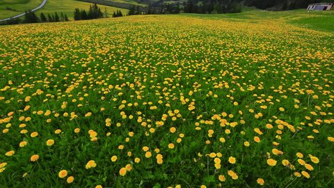 Tilt up shot of a flower field, St. Moritz, Engadine Valley, Switzerland