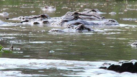 Closeup of large alligators