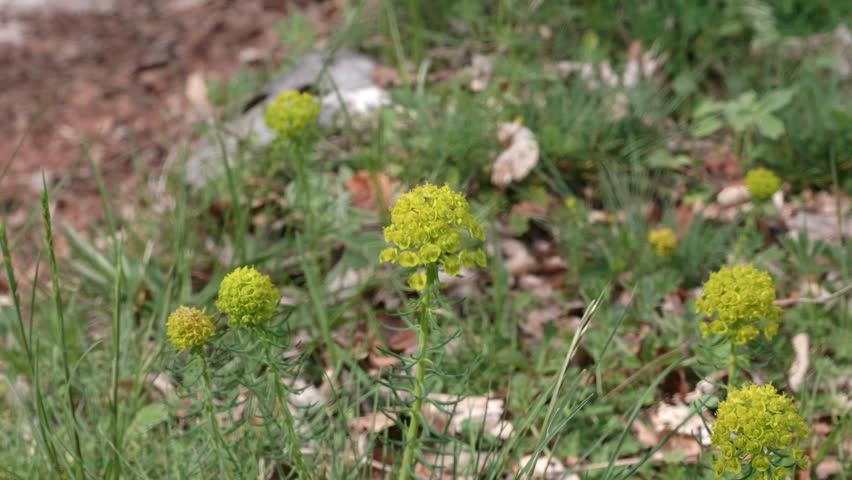 Yellow flowers in the Abruzzo Park