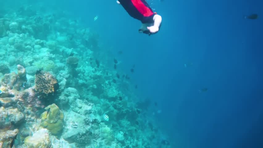 Snorkeler diving along the brain coral. Coral reef in the Maldives