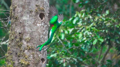Closeup view in super slow-motion of impressive and spectacular quetzal bird landing to nest hole in tree trunk (flat color version also available)
