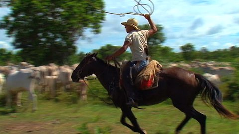 Cowboy, cow, Brazil, pantanal