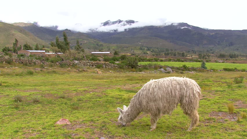 Lhama grazing in Peru