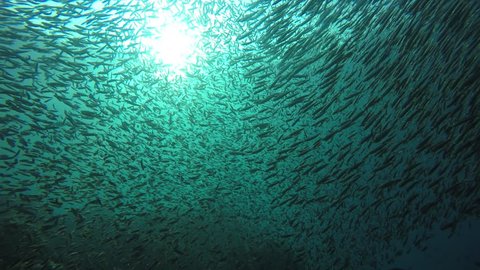 School of Sardines fish in ocean