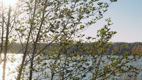Spring morning on forest lake. Morning sun reflected in the water of a picturesque forest lake through the young leaves of the tree. Camera movement. - Powered by Shutterstock - Get 15% off with code: PIKWIZARD15