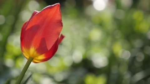 Slow motion Tulip lily plant in nature close-up - Garden Tulipa gesneriana flower bulb. slow-mo 1080p FullHD video