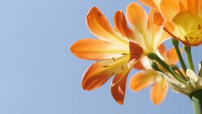 Monocot Clivia miniata against blue sky close-up - Shallow DOF orange flowering Natal lily plant 3840X2160 UHD video