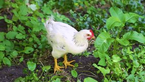 Closeup of beautiful young white color chicken roaming in search for food outside on pasture. Real time full hd video footage