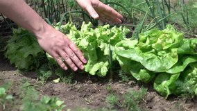 High quality video of picking lettuce in real 1080p slow motion 250fps