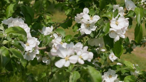 Flowers of apple tree in strong wind