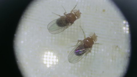 Drosophila laboratory under a microscope