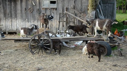 goats in the old farm on ancient broken carriage