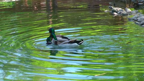 Animal Bird Ducks in Lake