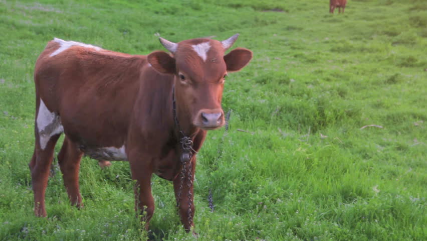 Cows grazing in a sunny lovey day. Beautiful sunrise in the country side