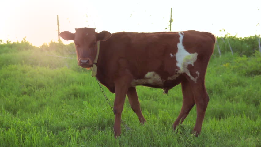 Cows grazing in a sunny lovey day. Beautiful sunrise in the country side