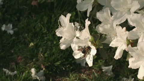White Azalea CU with Bumble Bee