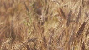 pan shot of wheat field in late summer, proores footage