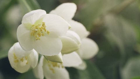 jasmine flowers in bloom prores footage, closeup video