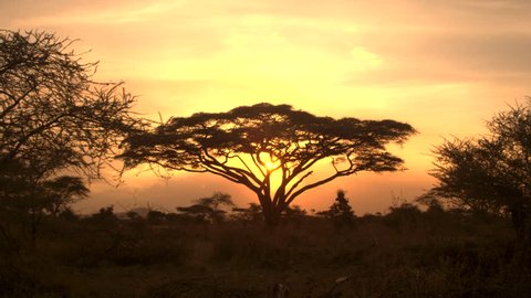 Golden Light Sunset In Lush の動画素材 ロイヤリティフリー Shutterstock Golden Light Sunset In Lush の動画素材 ロイヤリティフリー Shutterstock