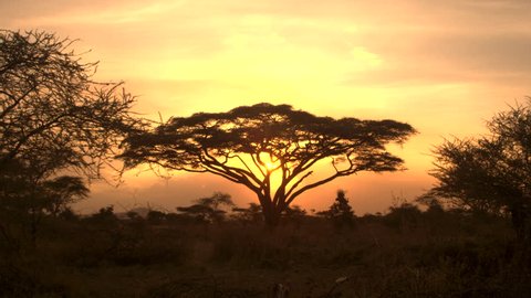 Golden Light Sunset In Lush の動画素材 ロイヤリティフリー Shutterstock