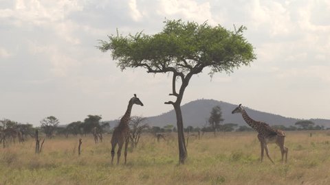 AERIAL, CLOSE UP: Two giraffas necking gently and chilling in shade under big acacia tree canopy. Giraffes on open field in African savannah grassland woodland feeding on dry grass and low fever trees