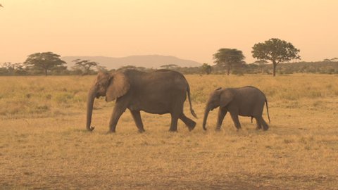 CLOSE UP: Joyful baby elephant playing trying to catch mother's tail with trunk. Lovely wild elephant family exploring beautiful African savannah grassland flatlands on stunning golden light sunset