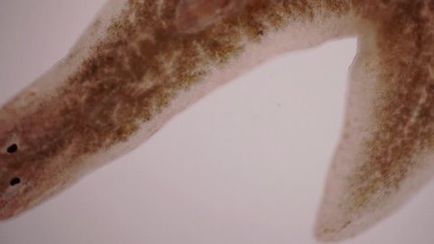 Planaria flatworm, under microscope view