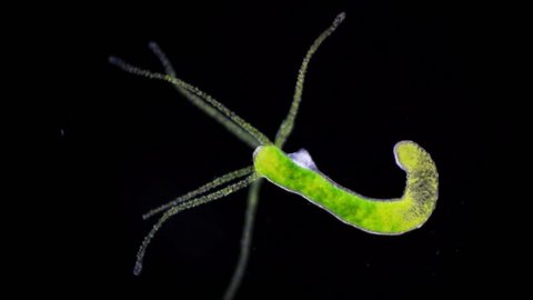Hydra is a genus of small, fresh-water animals of the phylum Cnidaria and class Hydrozoa.