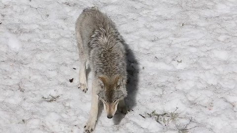 timber wolf searching scraps in the snow