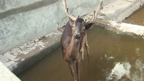deer watching carefully, standing in the water