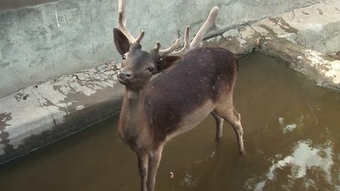 deer watching carefully, standing in the water