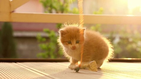 Funny ginger kitten trying to catch the toy slow motion