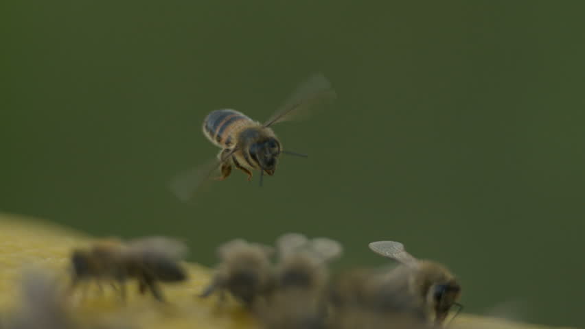 Slow Motion - Bees are flying on honeycomb