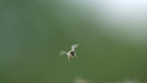 Bee is flying in forest - Slow motion video