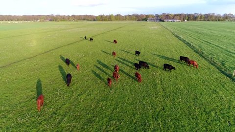 Aerial bird eye footage of Aberdeen Angus Cattle group of livestock meat cows commonly used in beef production camera moving slowly moving down over meadow friendly cows not minding camera much 4k
