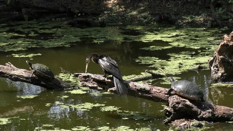  anhinga and turtles in a swamp
