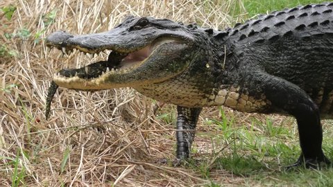 Alligator mother carrying her baby in the mouth
